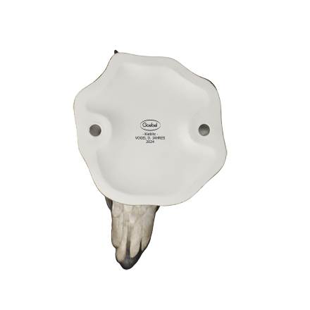 Goebel Figur Vogel des Jahres 2024 Kiebitz groß – Bild 6